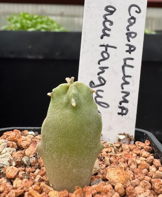 CARALLUMA ACUTANGULA STĀDIŅŠ